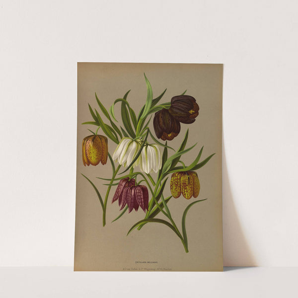 Fritillaria Meleagris. (1872-1881) by Arentina Hendrica Arendsen