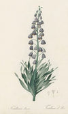 Fritillaria persica (1802-1816)