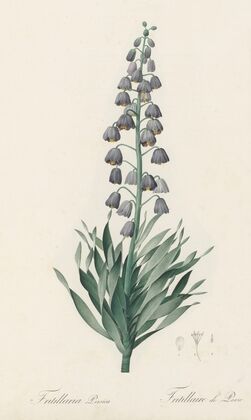 Fritillaria persica (1802-1816)