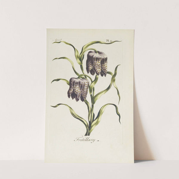 Fritillary by Carington Bowles