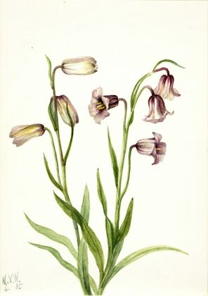 Fritillary (Fritillaria biflora) (1935)