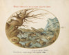 Frogs, Lizards, and Salamanders in a Landscape (1575-1590)