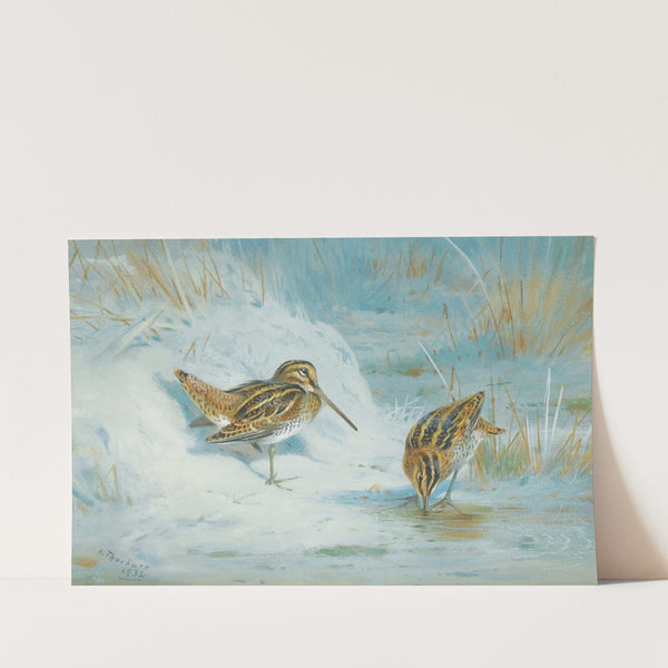 Frozen Out Snipe (1932) by Archibald Thorburn