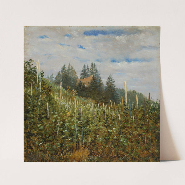 Frühsommerlicher Weinberg in Pillnitz (between 1830 and 1840) by Carl Gustav Carus