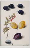 Fruits