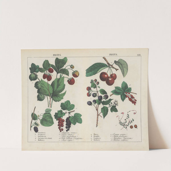 Fruits by Charlotte Mary Yonge