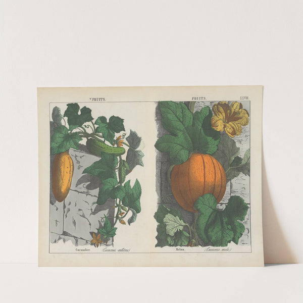 Fruits (Cucumber, Melon) by Charlotte Mary Yonge