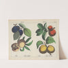 Fruits (Plum, Peach, Apple, Apricot) by Charlotte Mary Yonge
