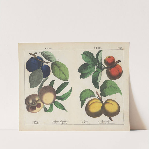 Fruits (Plum, Peach, Apple, Apricot) by Charlotte Mary Yonge