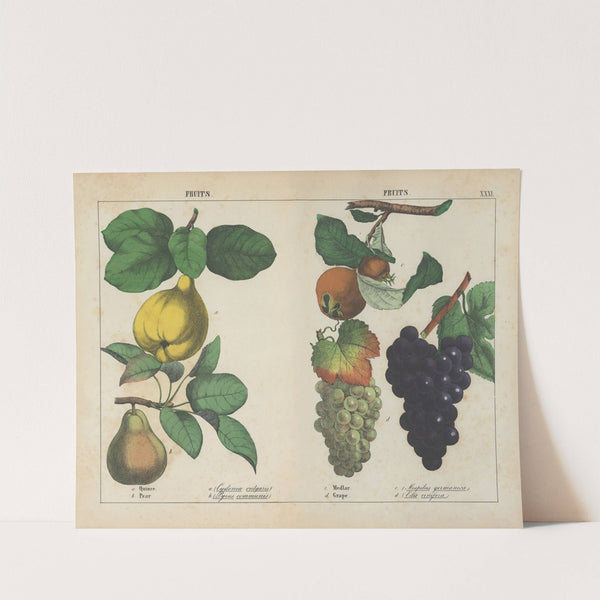 Fruits (Quince, Pear, Medlar, Grape) by Charlotte Mary Yonge