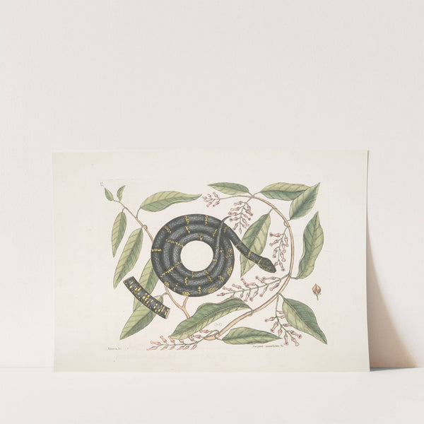 Frutex &c.; Anguis annulatus &c., The Chain-Snake. by Mark Catesby