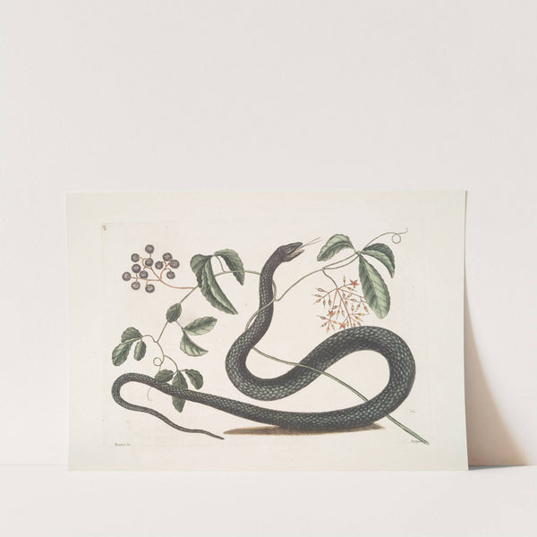 Frutex &c.; Anguis &c., The Black-Snake. by Mark Catesby