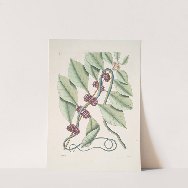 Frutex &c.; Anguis gracilis cæruleo-viridis, The blueish-green Snake. by Mark Catesby