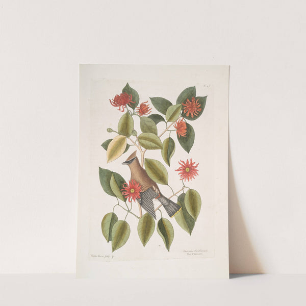 Frutex Corni foliis &c.; Garullus Carolinensis, The Chatterer. by Mark Catesby