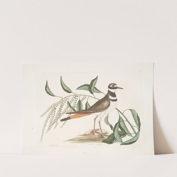 Frutex &c., The Sorrel-Tree; Pluvialis vociferus, The Chattering Plover. by Mark Catesby