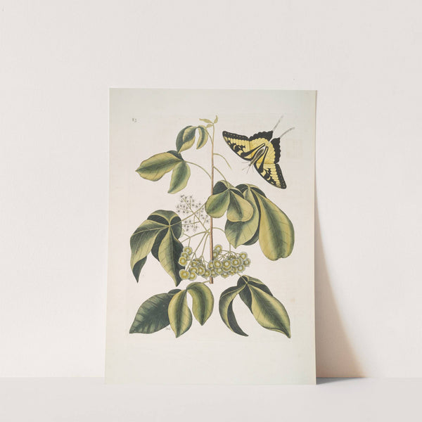 Frutex Viginianus; Papilio caudatus maximus. by Mark Catesby