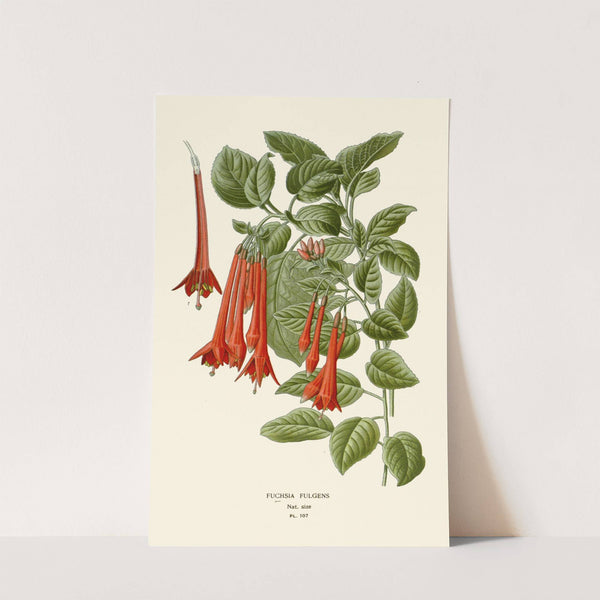 Fuchsia Fulgens (1896-1897) by Edward Step