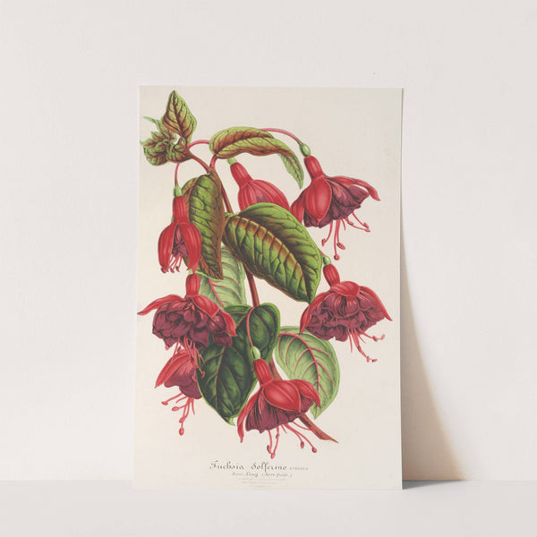 Fuchsia Solferino by Charles Antoine Lemaire