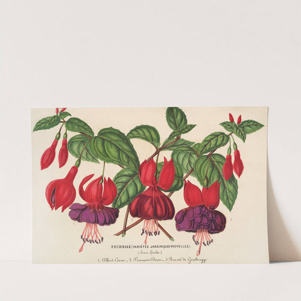 Fuchsia (variétés jardiniques de) by Charles Antoine Lemaire