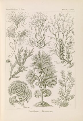 Fucoideae. – Brauntange