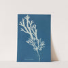 Fucus ceranoides by Anna Atkins