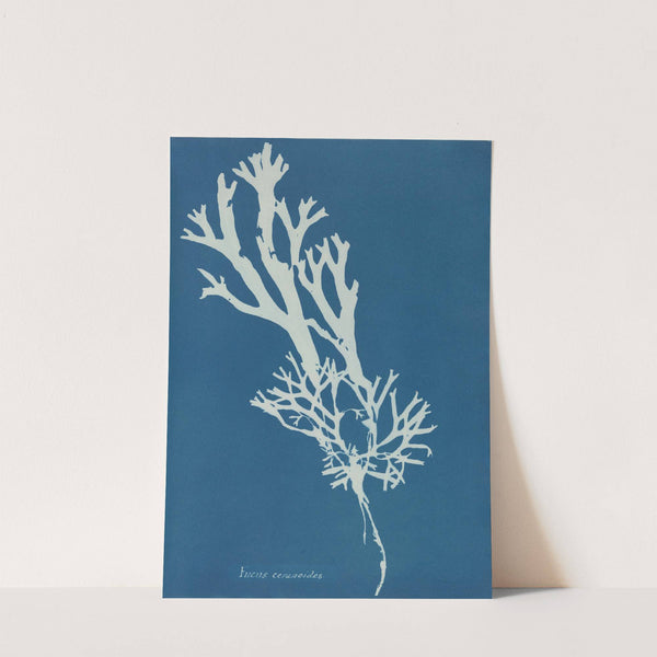 Fucus ceranoides by Anna Atkins