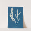 Fucus serratus by Anna Atkins