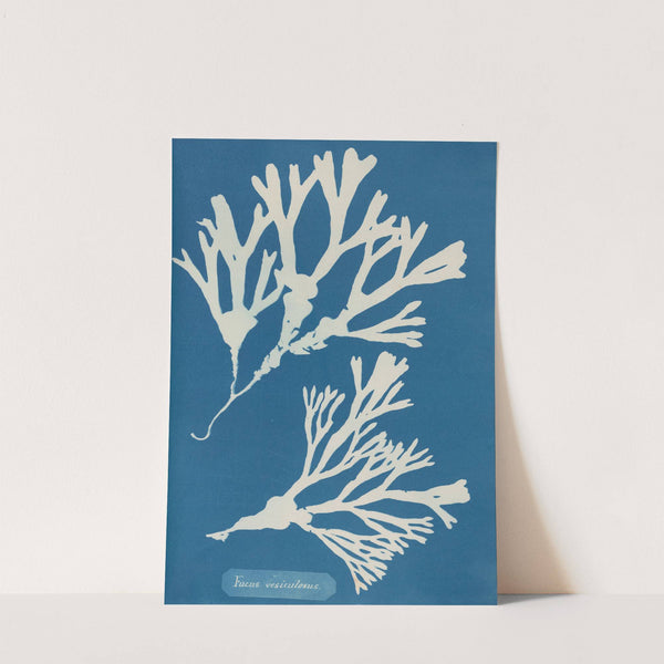 Fucus vesiculosus by Anna Atkins