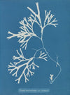 Fucus vesiculosus var. linearis