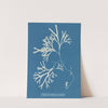 Fucus vesiculosus var. linearis by Anna Atkins