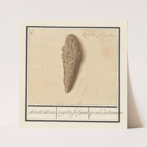 Fulguriet of bliksembuis dondersteen. sagitta fulguris. pierre detonnerre (1596-1610) by Anselmus Boëtius de Boodt