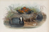 Fulica aqtra. Coot. (1862-1873)