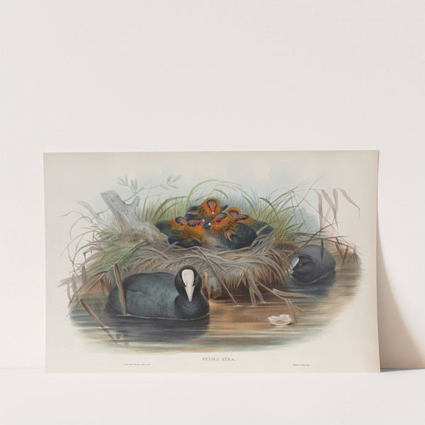 Fulica aqtra. Coot. (1862-1873) by John Gould