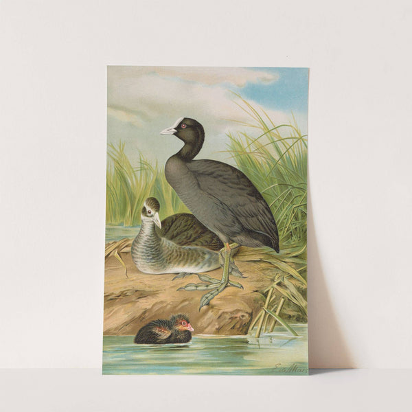 Fulica atra by Johann Friedrich Naumann