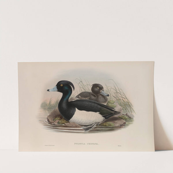 Fuligula cristata. Tufted Duck. (1862-1873) by John Gould