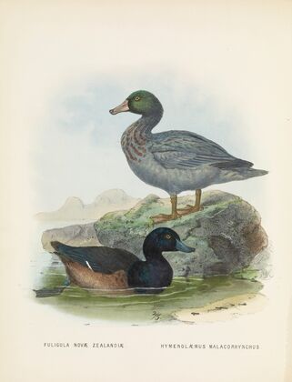 Fuligula novae zealandiae and Hymenolaemus malacorhynchus