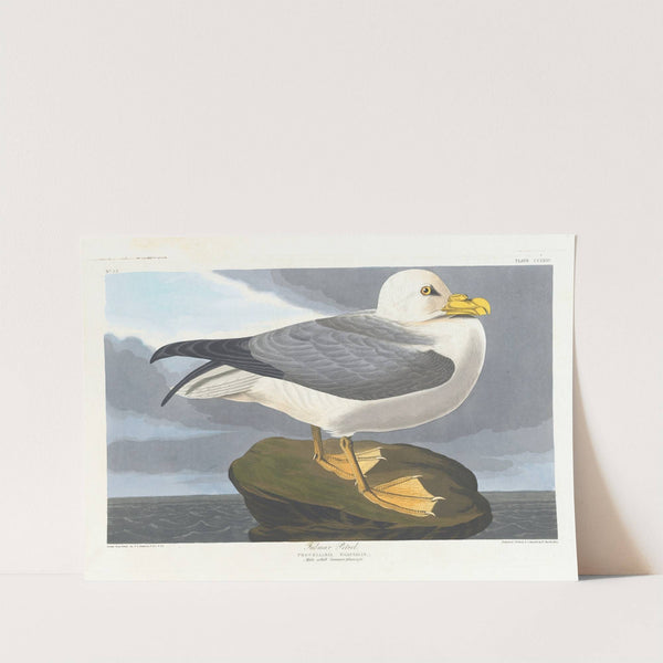 Fulmar petrel by John James Audubon