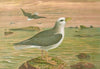 Fulmarus glacialis, Eis-Movensturmvogel