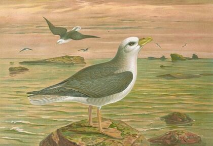 Fulmarus glacialis, Eis-Movensturmvogel