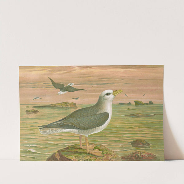 Fulmarus glacialis, Eis-Movensturmvogel by Johann Friedrich Naumann