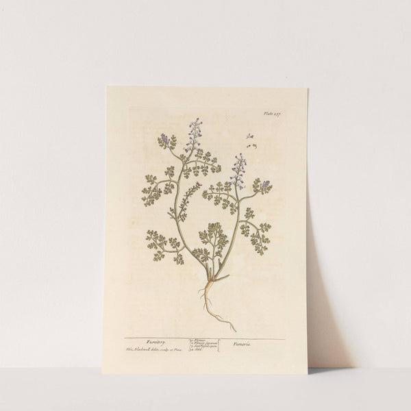 Fumitory by Elizabeth Blackwell