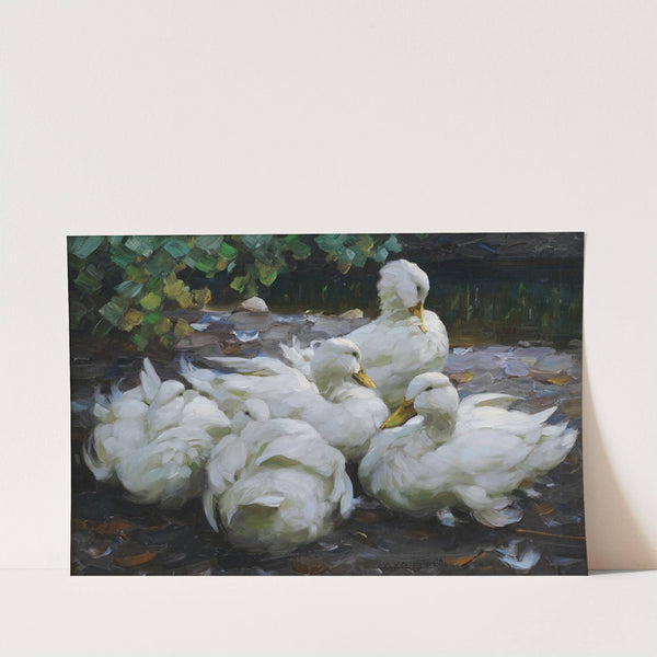 Fünf ruhende weiße Enten by Alexander Koester