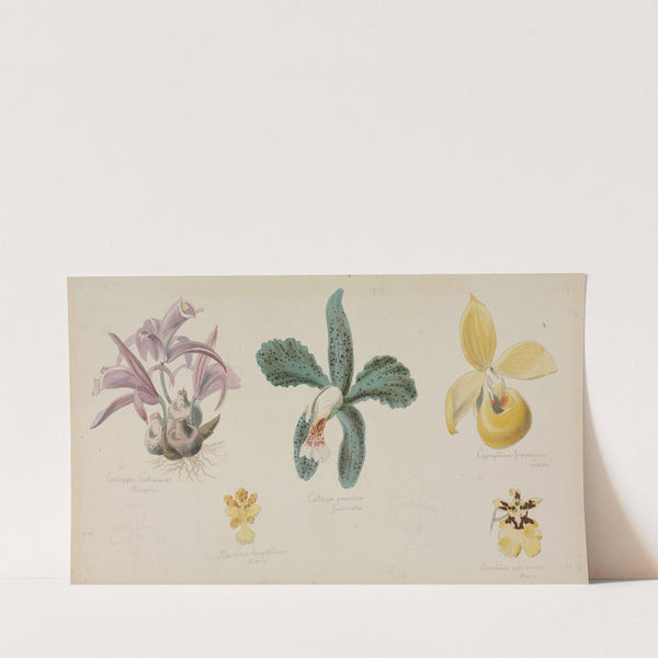 Fünf verschiedene Orchideenblüten by Adolf Schrödter