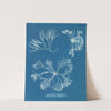 Furcellaria fastigiata by Anna Atkins
