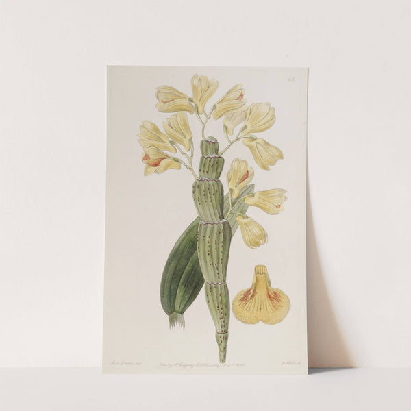 Furrowed Dendrobium by Sydenham Edwards