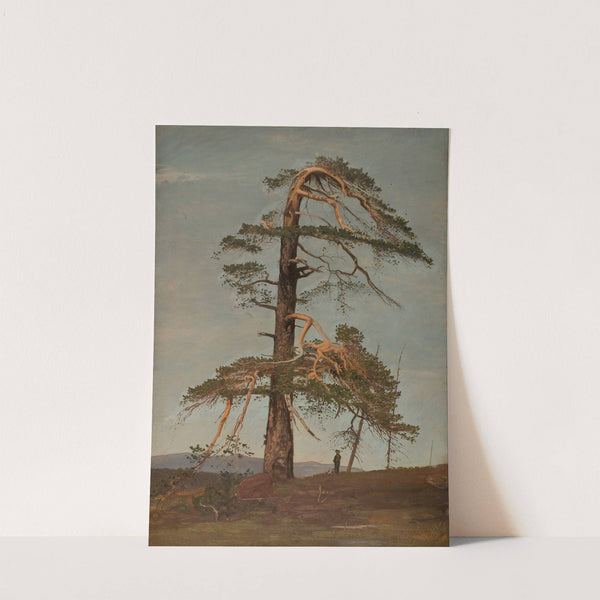 Furu. Vingeråsheia, Telemark by Amaldus Nielsen