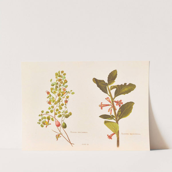 Fushia Procumbens (1888) by Georgina Burne Hetley