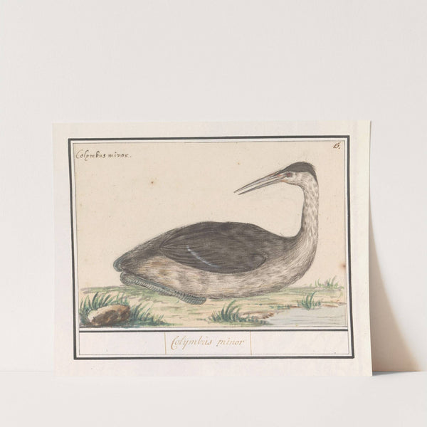Fuut (Podiceps cristatus) Colijmbus minor (1596-1610) by Anselmus Boëtius de Boodt