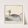 Fuut (Podiceps cristatus) Duijkhoender. colijmbus major. grêbe cornu. (1596-1610) by Anselmus Boëtius de Boodt