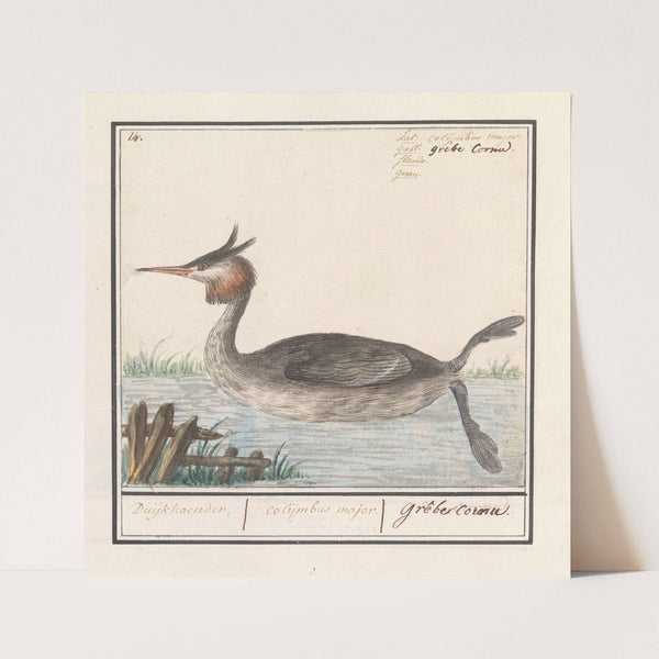 Fuut (Podiceps cristatus) Duijkhoender. colijmbus major. grêbe cornu. (1596-1610) by Anselmus Boëtius de Boodt